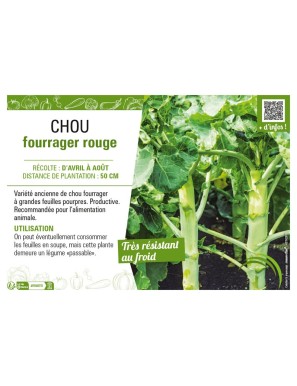 CHOU FOURRAGER ROUGE
