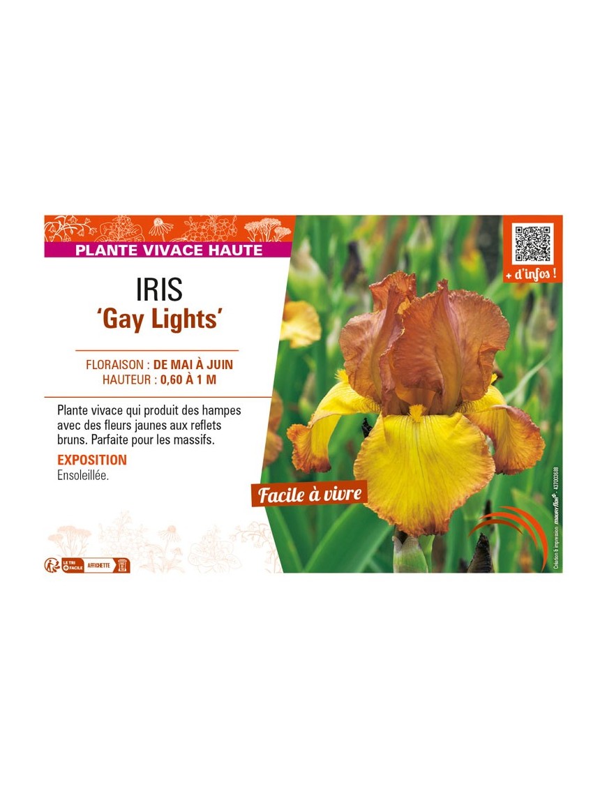 IRIS (germanica) Gay Lights