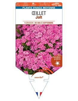 DIANTHUS x barbatus voir Œillet Jolt