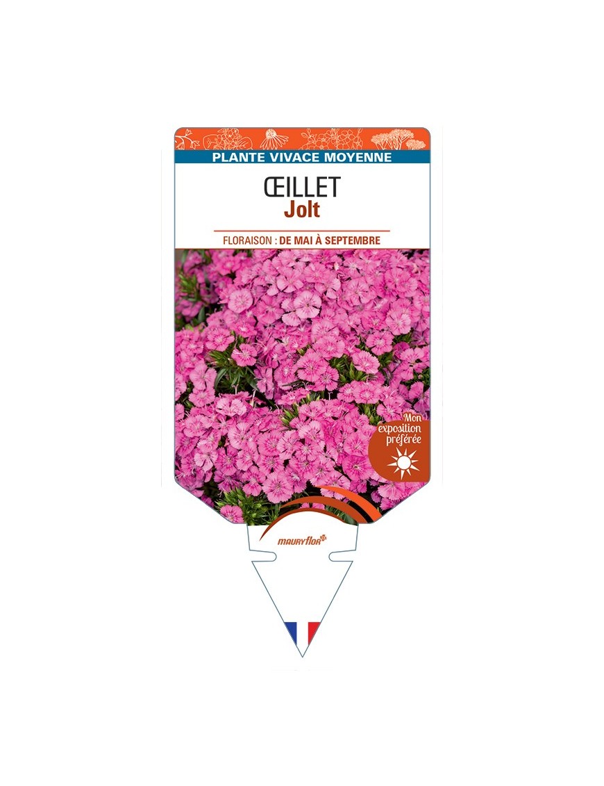 DIANTHUS x barbatus voir Œillet Jolt