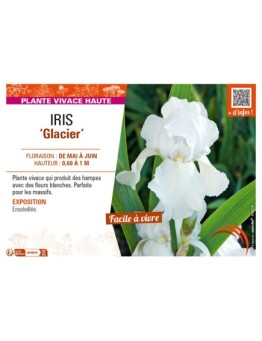 IRIS (germanica) Glacier