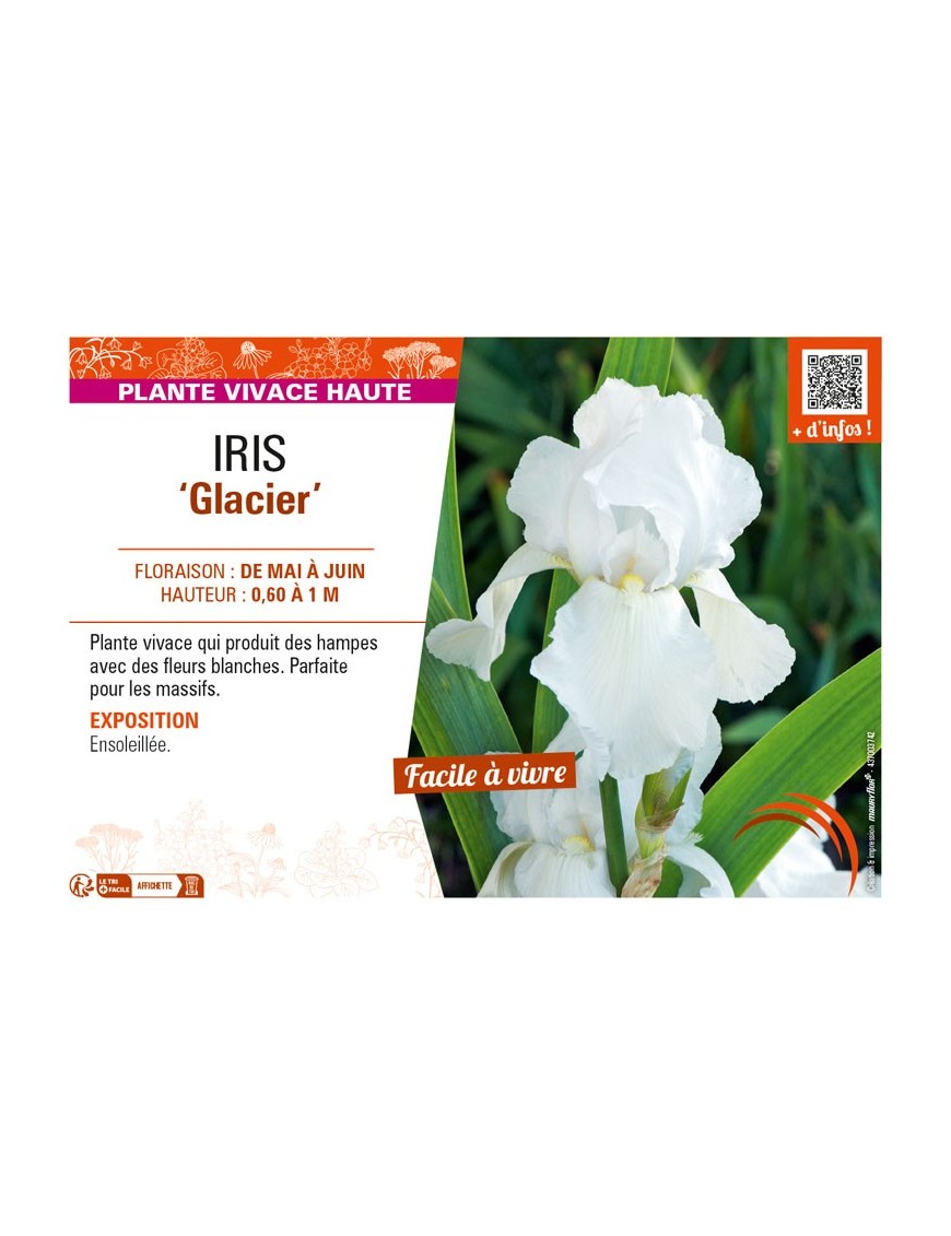 IRIS (germanica) Glacier