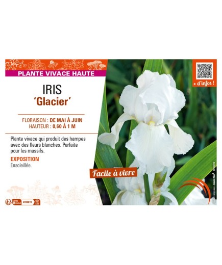 IRIS (germanica) Glacier