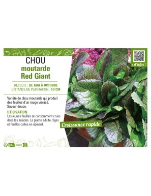 CHOU MOUTARDE RED GIANT