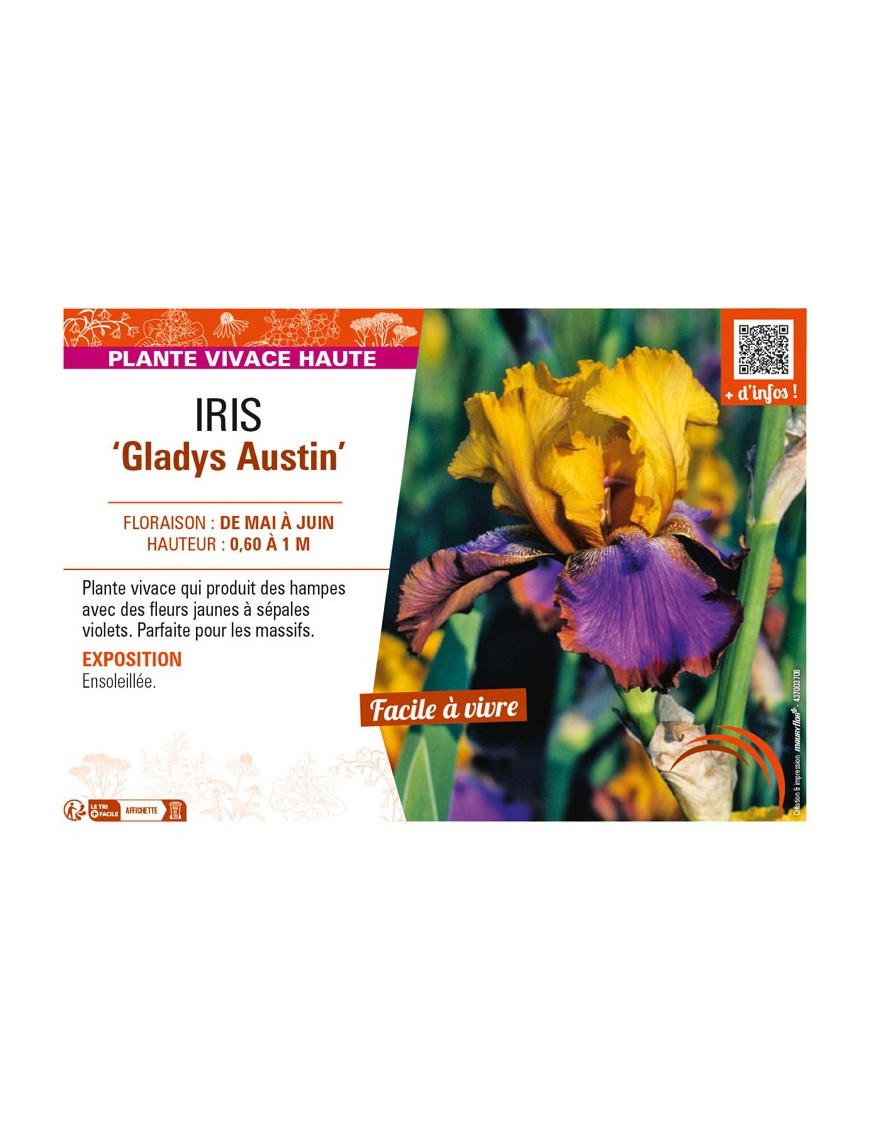 IRIS (germanica) Gladys Austin