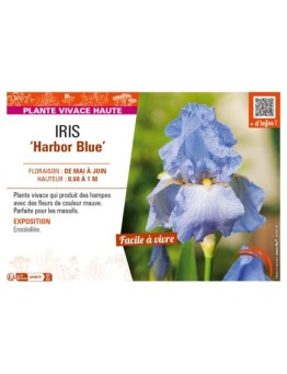 IRIS (germanica) Harbor Blue