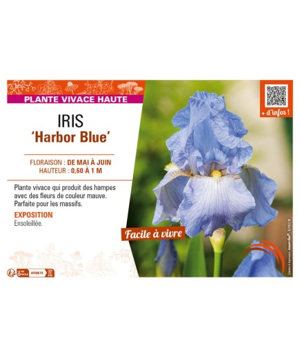 IRIS (germanica) Harbor Blue