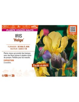 IRIS (germanica) Helge