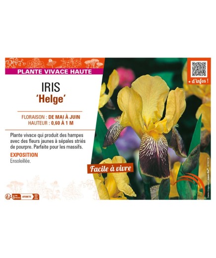 IRIS (germanica) Helge