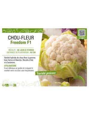 CHOU-FLEUR FREEDOM F1