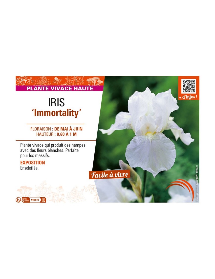 IRIS (germanica) Immortality