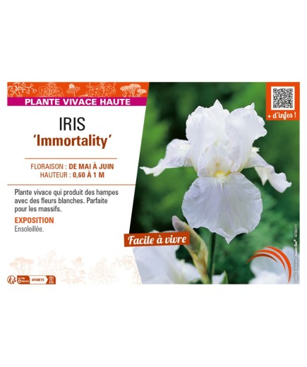 IRIS (germanica) Immortality