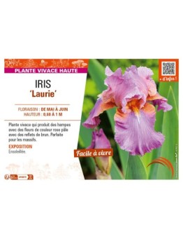 IRIS (germanica) Laurie