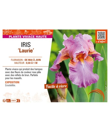 IRIS (germanica) Laurie