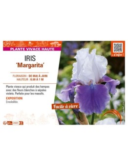 IRIS (germanica) Margarita