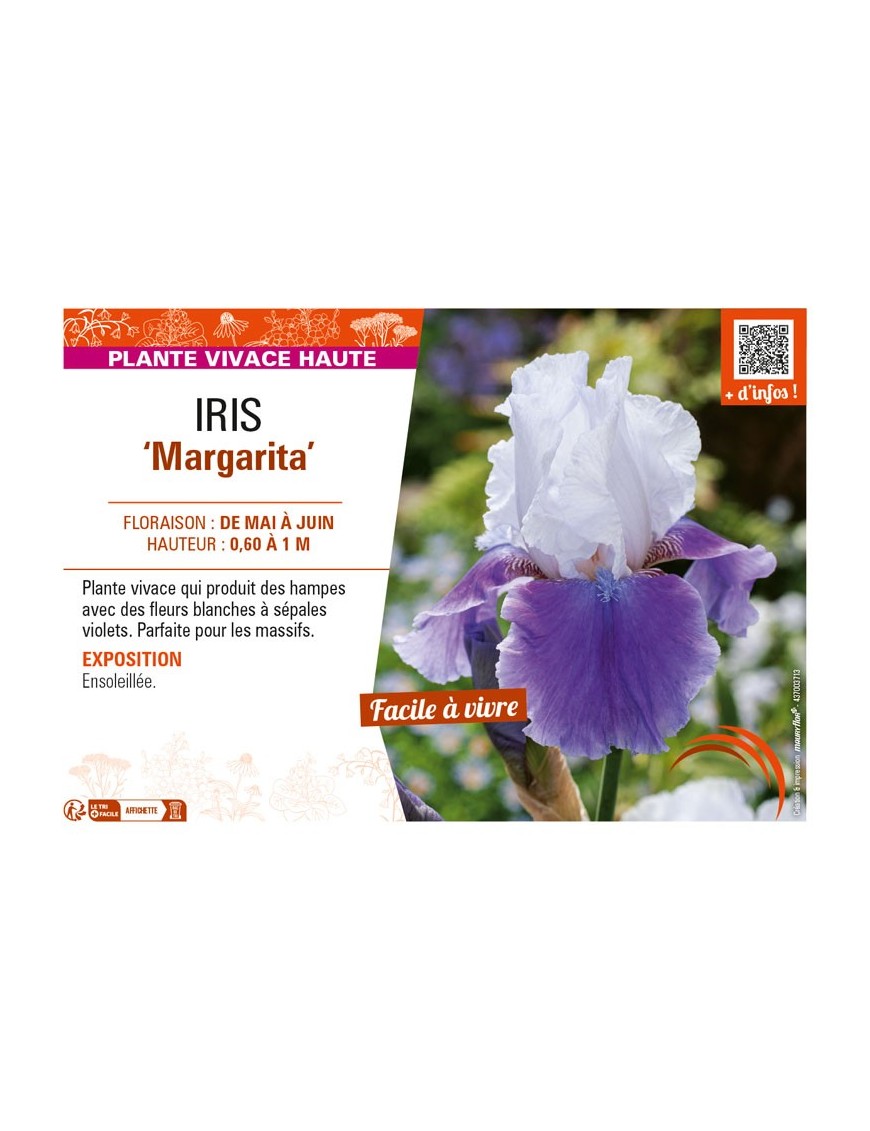 IRIS (germanica) Margarita