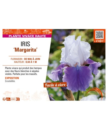 IRIS (germanica) Margarita