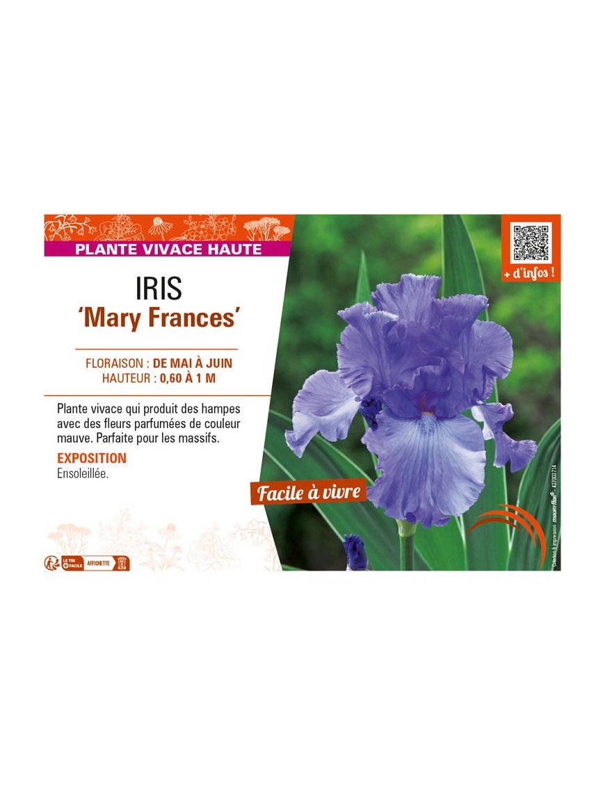 IRIS (germanica) Mary Frances