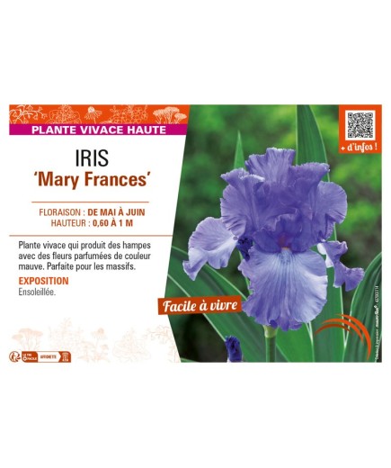 IRIS (germanica) Mary Frances