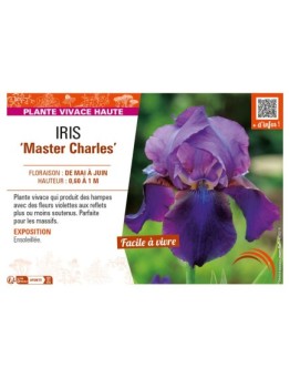 IRIS (germanica) Master Charles
