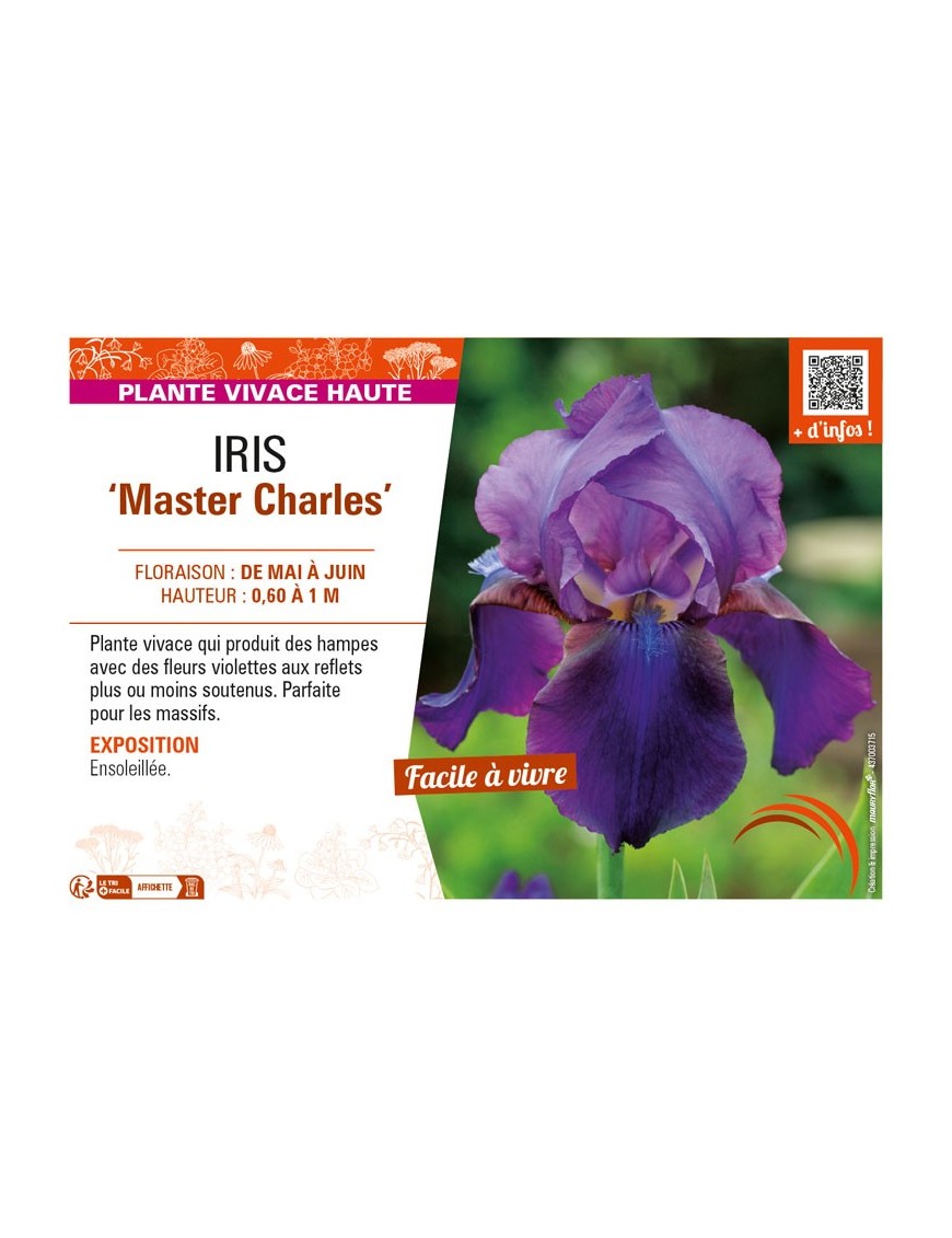 IRIS (germanica) Master Charles