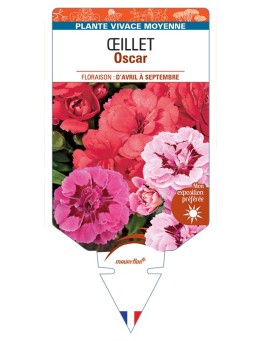 DIANTHUS x barbatus voir Œillet Oscar