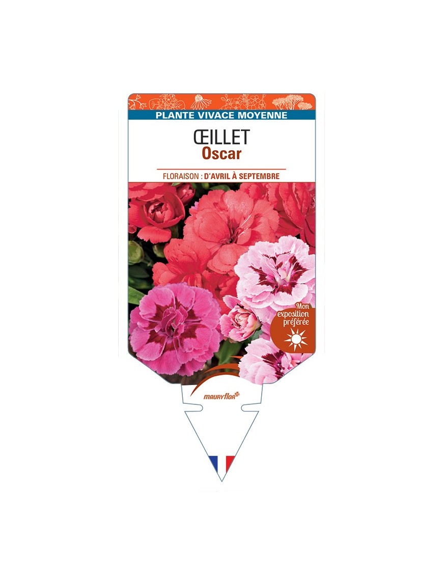 DIANTHUS x barbatus voir Œillet Oscar