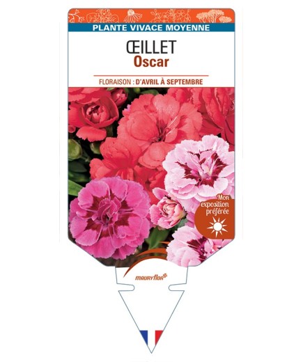 DIANTHUS x barbatus voir Œillet Oscar