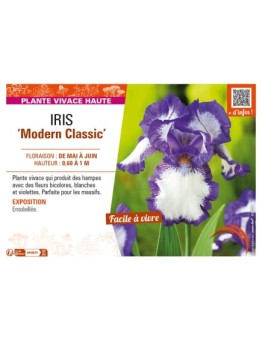 IRIS (germanica) Modern Classic