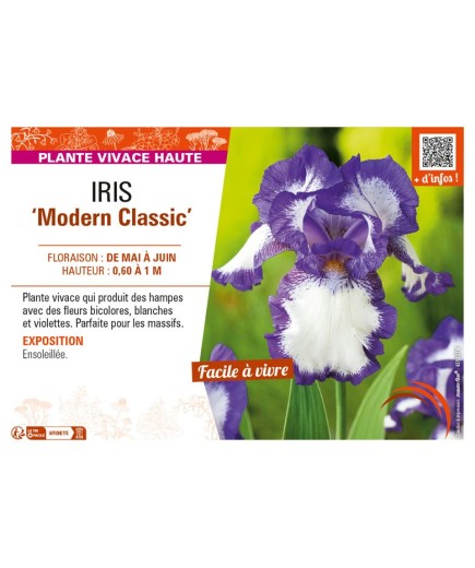 IRIS (germanica) Modern Classic
