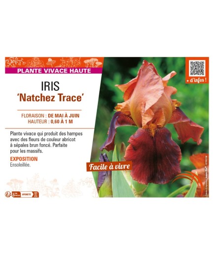 IRIS (germanica) Natchez Trace