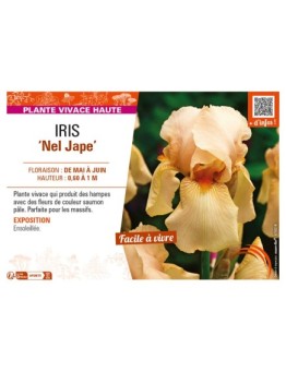 IRIS (germanica) Nel Jape