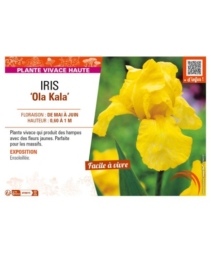 IRIS (germanica) Ola Kala