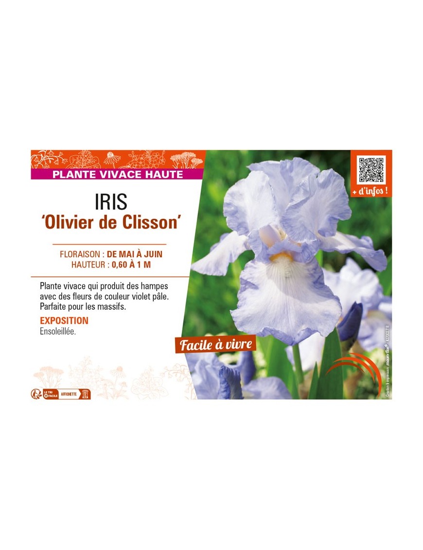 IRIS (germanica) Olivier de Clisson