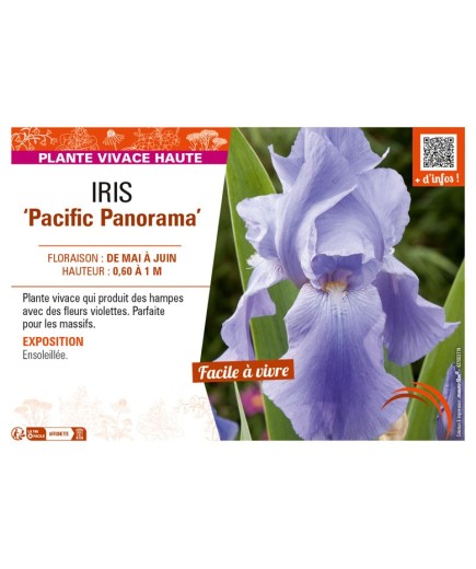 IRIS (germanica) Pacific Panorama