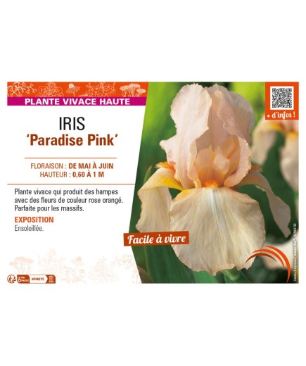 IRIS (germanica) Paradise Pink
