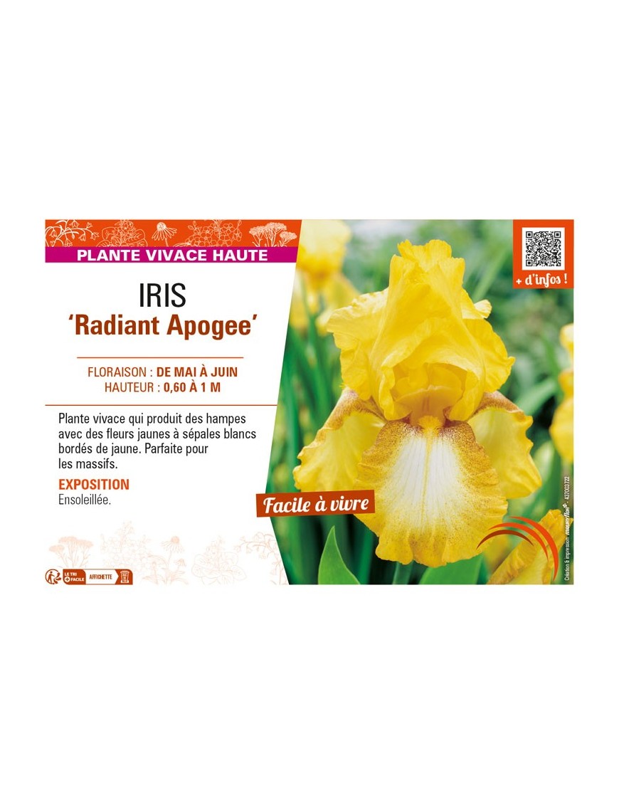 IRIS (germanica) Radiant Apogee