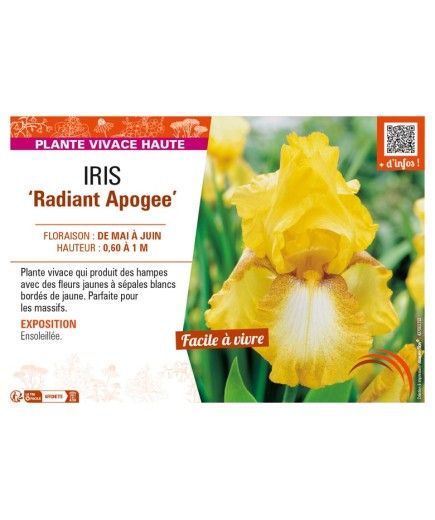 IRIS (germanica) Radiant Apogee