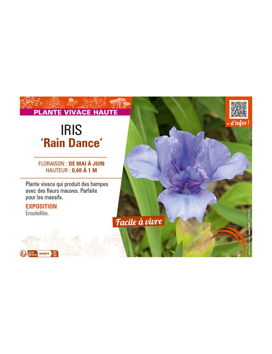 IRIS (germanica) Rain Dance