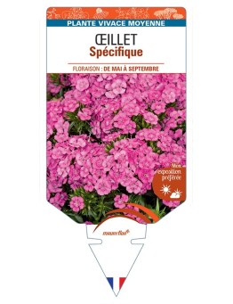DIANTHUS x barbatus voir Œillet Spécifique