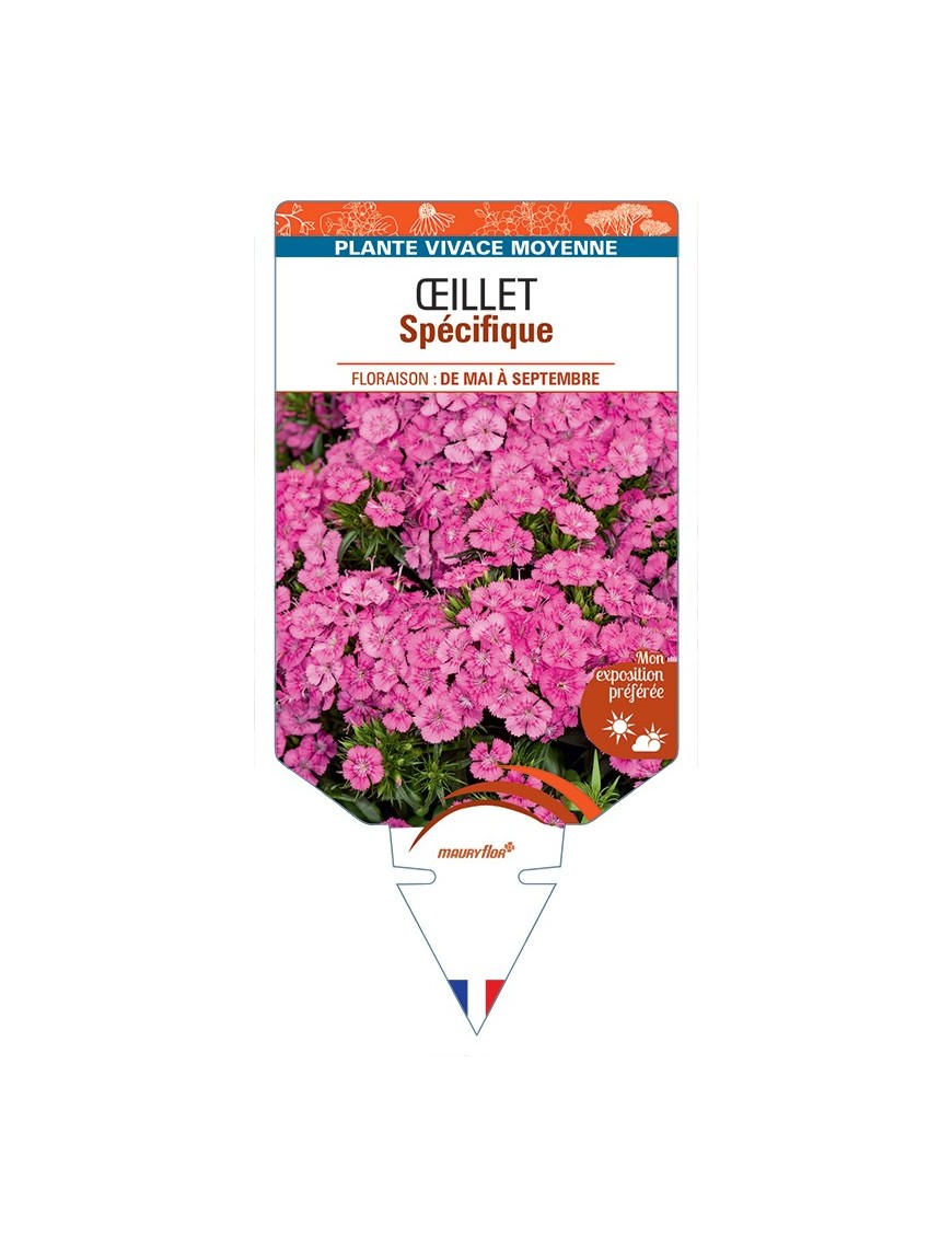 DIANTHUS x barbatus voir Œillet Spécifique