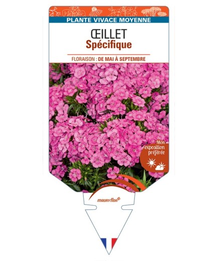 DIANTHUS x barbatus voir Œillet Spécifique