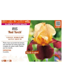 IRIS (germanica) Red Torch