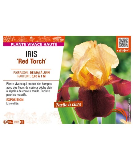 IRIS (germanica) Red Torch