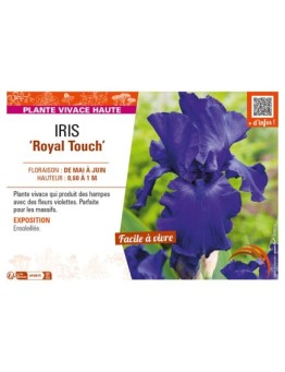 IRIS (germanica) Royal Touch