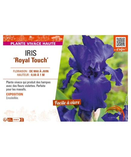 IRIS (germanica) Royal Touch