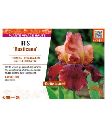IRIS (germanica) Rusticana