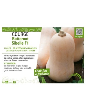 COURGE BUTTERNUT SIBELLE F1