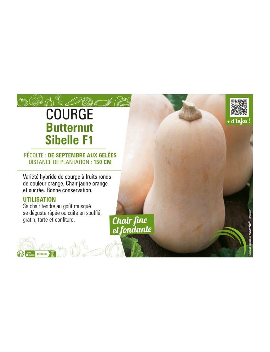 COURGE BUTTERNUT SIBELLE F1