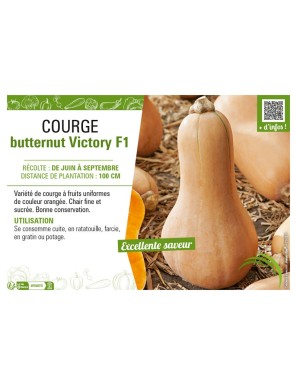 COURGE BUTTERNUT VICTORY F1